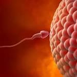 Sperm Testi